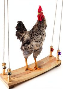 Chicken Swing Toy Hipykat Coop Accessory 16inch Hardwood Swing for-0