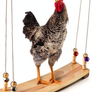 Chicken Swing Toy Hipykat Coop Accessory 16inch Hardwood Swing for-0