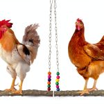 Chicken Bird Swings BATTIPAW Natural Wood Set with Metal Chains-0