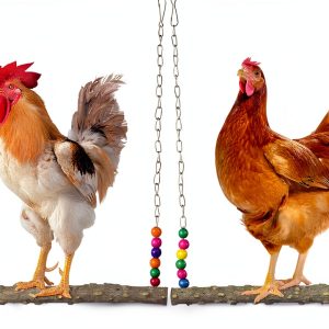 Chicken Bird Swings BATTIPAW Natural Wood Set with Metal Chains-0